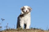 BERGER AUSTRALIEN PUPPIES 256